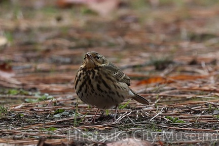 ビンズイ2025.12.19平塚2（撮影　鈴木真由美）