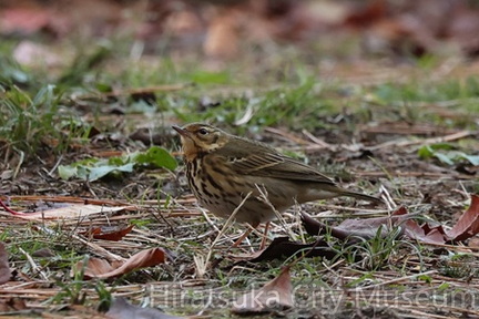 ビンズイ2025.12.19平塚1（撮影　鈴木真由美）