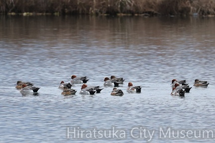 ヒドリガモ2025.12.27厚木（撮影　鈴木真由美）