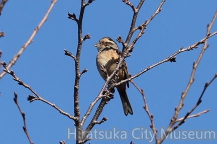 ホオジロ♀2026.01.14秦野（撮影　鈴木真由美）