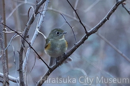 ルリビタキ♀2026.01.14秦野（撮影　鈴木真由美）