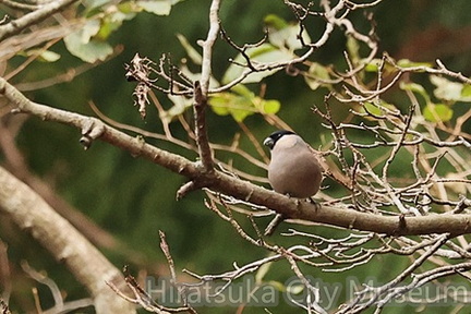 亜種アカウソ♀2026.01.15伊勢原（撮影　鈴木真由美）