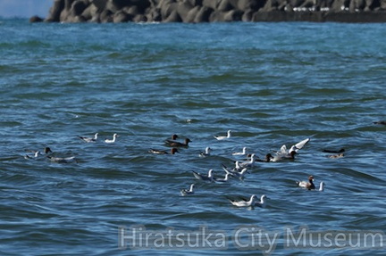 ユリカモメ、ヒドリガモ2026.01.12茅ヶ崎（撮影　鈴木真由美）