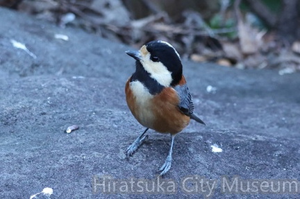ヤマガラ2026.01.09平塚（撮影　鈴木真由美）