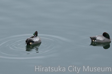 ヨシガモ♂2025.12.27厚木（撮影　鈴木真由美）