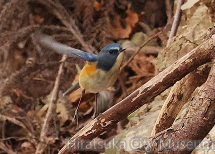 ルリビタキ♂2026.01.15伊勢原（撮影　鈴木真由美）