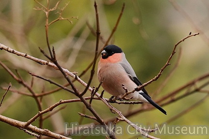 亜種アカウソ♂2026.01.15伊勢原（撮影　鈴木真由美）