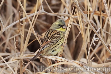 アオジ♂2026.01.29平塚（撮影　鈴木真由美）