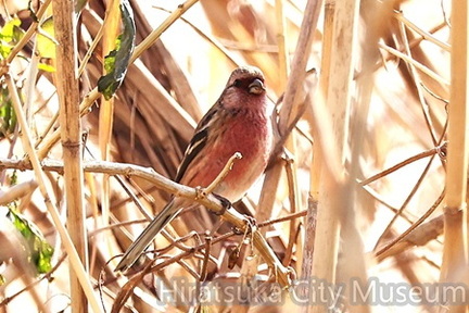 ベニマシコ♂2026.01.30平塚（撮影　鈴木真由美）