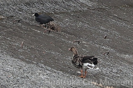 マガン、オオバン2026.02.17相模原（撮影　鈴木真由美）