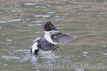 ホオジロガモ若♂2026.02.17相模原2（撮影　鈴木真由美）