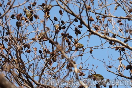 マヒワ2026.01.22伊勢原（撮影　鈴木真由美）