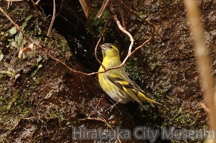 マヒワ♂2026.02.06伊勢原（撮影　鈴木真由美）