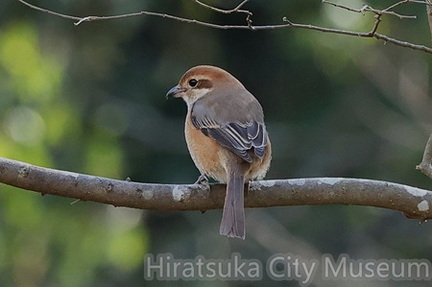 モズ♀2026.01.29秦野（撮影　鈴木真由美）