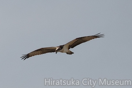 ミサゴ2026.01.19藤沢（撮影　鈴木真由美）