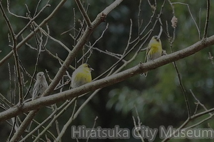 マヒワ2026.01.28厚木（撮影　鈴木真由美）