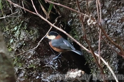 ヤマガラ2026.02.06伊勢原（撮影　鈴木真由美）
