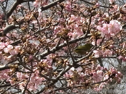 5.河津桜とメジロ2026.02.18秦野戸川公園（撮影　岩田国弘）