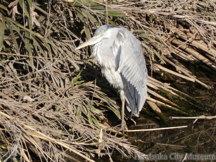 3.アオサギ2026.01.31平塚大橋（撮影　岩田国弘）