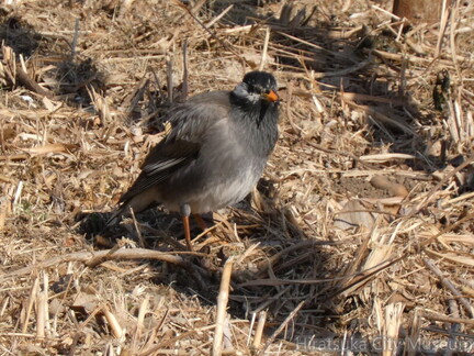 2.ムクドリ2026.01.31分平塚大橋（撮影　岩田国弘）