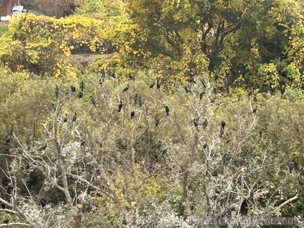 1.カワウ2025.12.03平塚大橋（撮影　岩田国弘）