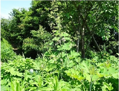 タケニグサ2022.06.24平塚（撮影　松本富美江）