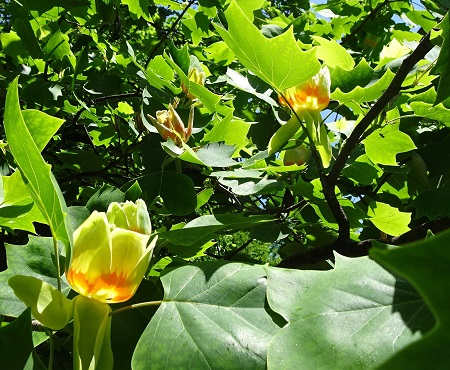 ユリの樹2023.04.27平塚（撮影　松本富美江）.jpg