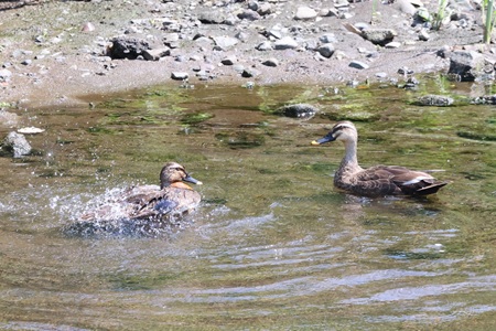 カルガモ水浴び2025.07.01平塚（撮影　鈴木真由美）.jpg