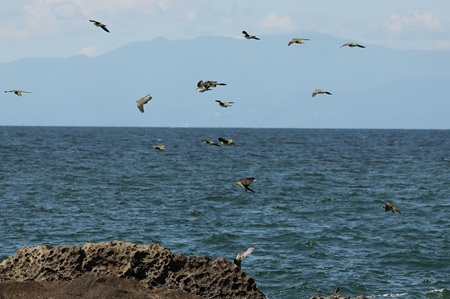 アオバト飛翔2025.07.25大磯（撮影　鈴木真由美）.jpg