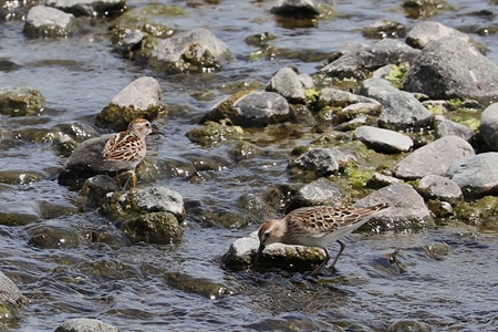 ウズラシギ、ヒバリシギ2025.08.08小田原1（撮影　鈴木真由美）.jpg