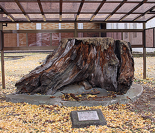 箱根の神代杉（樹齢700年）