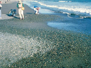 平塚海岸の礫の堆積