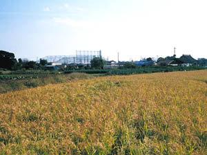 旧河道と自然堤防