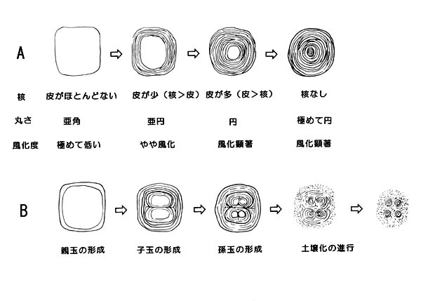 タマネギ石の核と丸さと土壌化