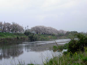 金目川下流　花水川の景観