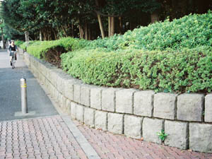 歩道縁石の芦野石