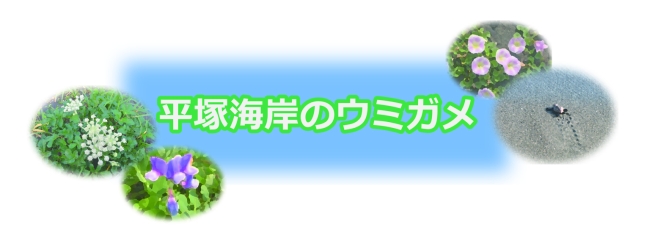 平塚海岸のウミガメ