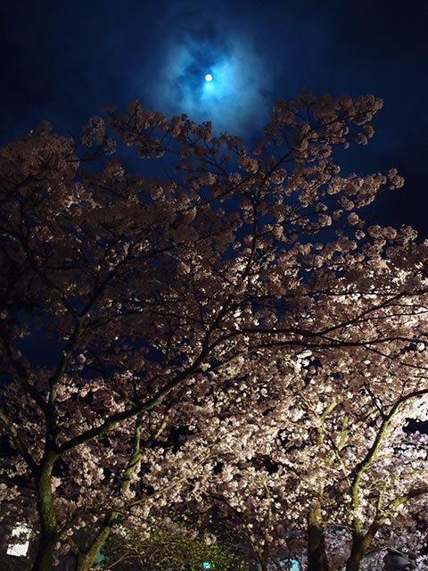 桜と月