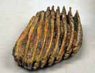 ナウマンゾウ化石の臼歯