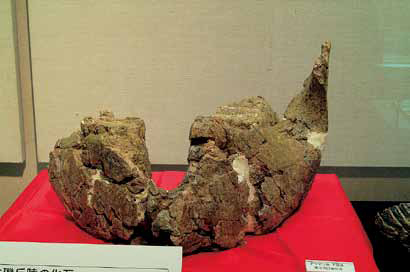 ナウマンゾウ化石の下あごの化石