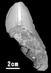 ムカシオオホホジロザメの歯化石