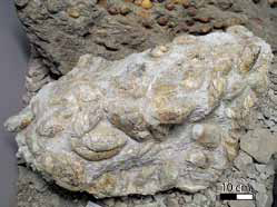 二枚貝の化石を含む岩塊