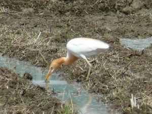 アマサギ