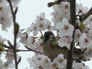 スズメ