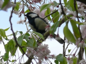 シジュウカラ