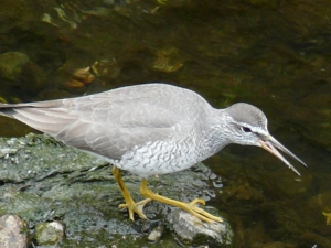 鳴く