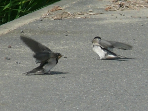 ツバメ幼鳥