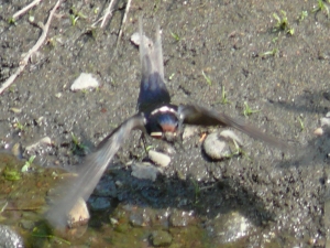 ツバメ成鳥