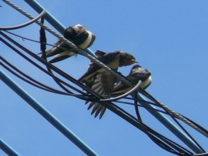 ツバメ幼鳥