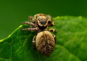 ネコハエトリ♀